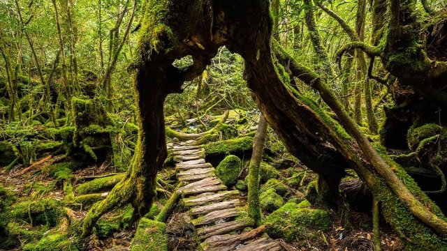 Hutan Hujan Tertua di Dunia 2