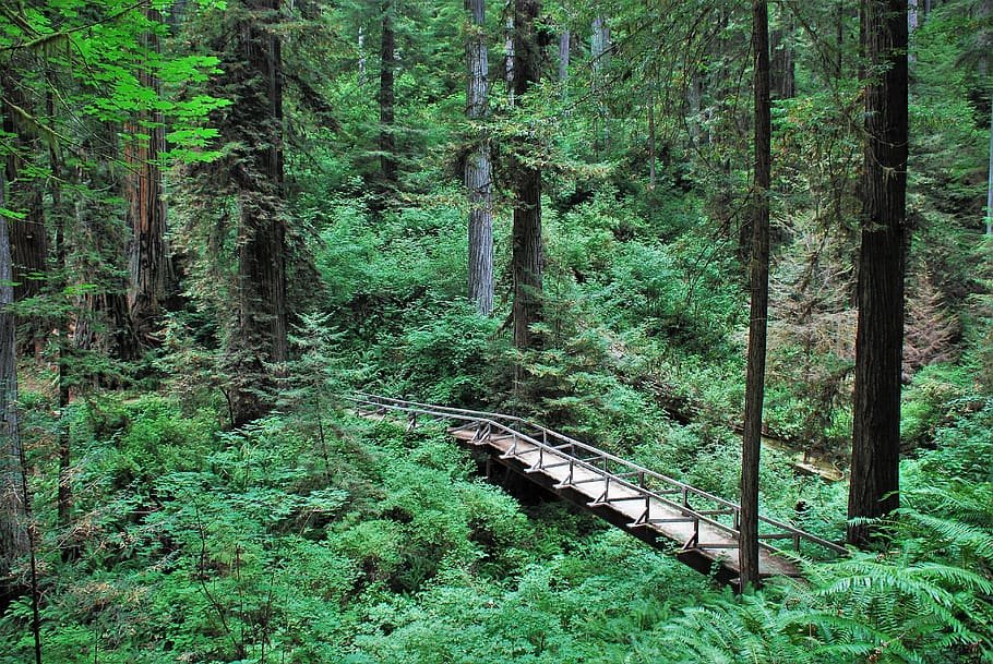 Hutan Terindah Di California