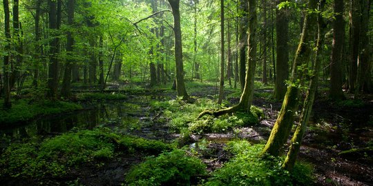 Logam Dari Polusi Kota Mencemari Beberapa Hutan Tua Terakhir Di Cape Town