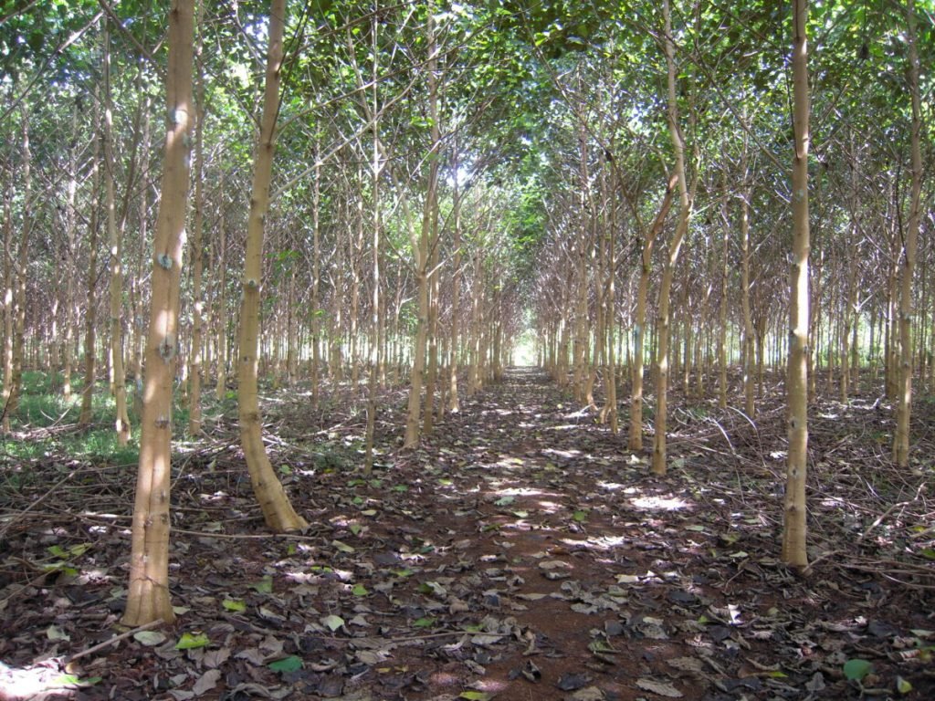 Penelitian Menemukan Hutan Tanaman Merambah Ekosistem