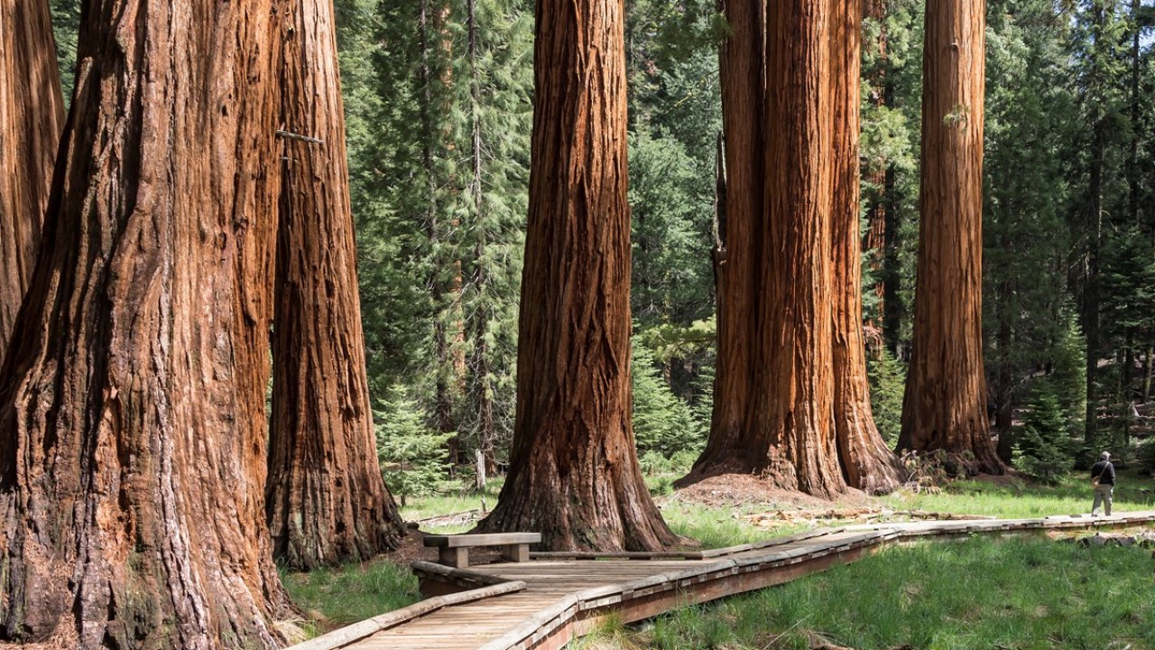 Hutan Terindah Di California