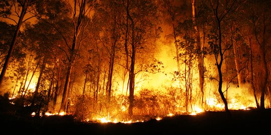 Setelah Kebakaran Hutan, Penebangan Hutan Dapat Membahayakan Satwa Liar Hingga Satu Dekade