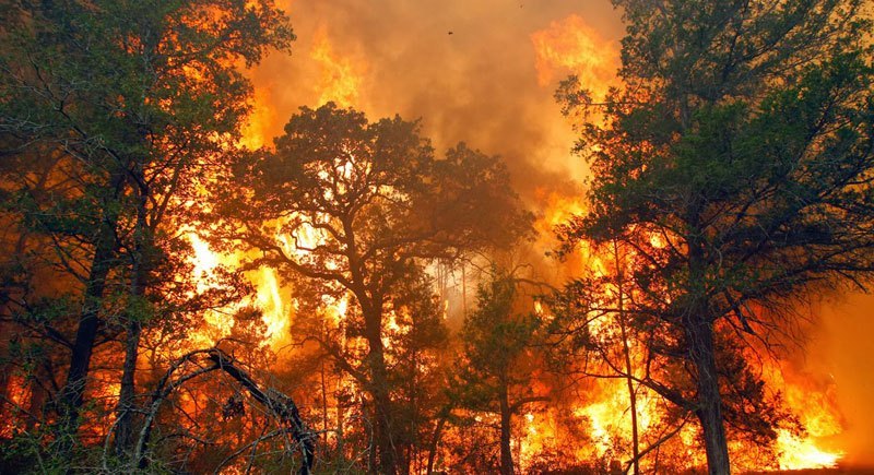 Setelah Kebakaran Hutan, Penebangan Hutan Dapat Membahayakan Satwa Liar Hingga Satu Dekade