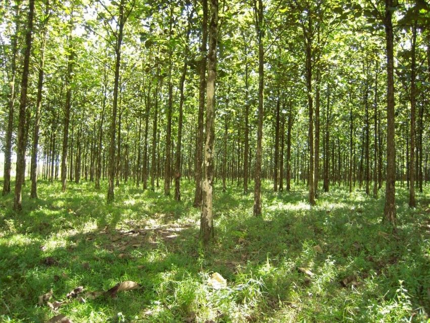 Penelitian Menemukan Hutan Tanaman Merambah Ekosistem
