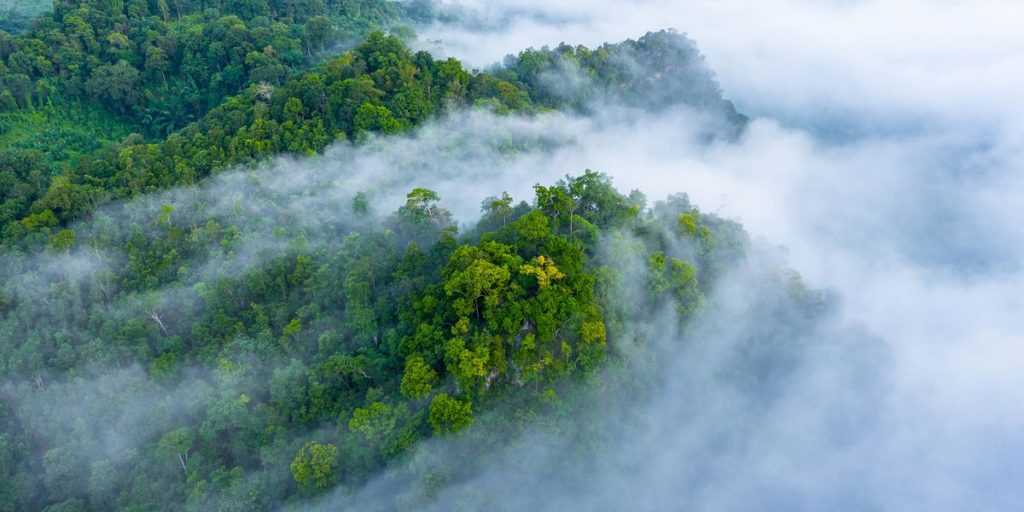Studi Perubahan Lanskap Amazon Menyoroti Bahaya Ekologis