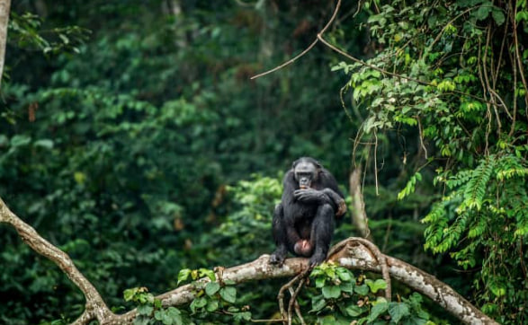Ancaman Ekosistem Hutan di Congo dan Satwa Langka