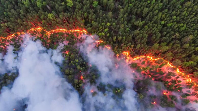 Dampak Terbakar Hutan Siberia Terhadap Iklim Global