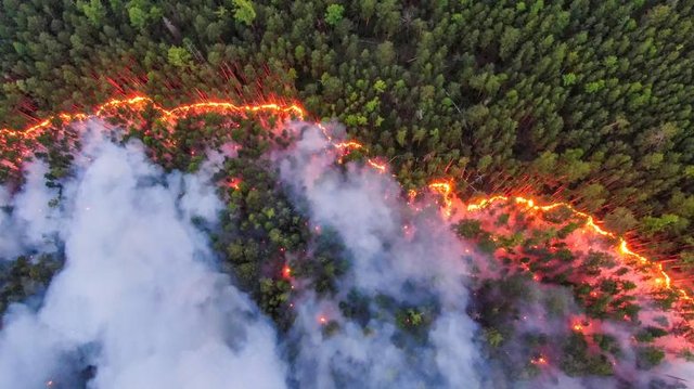 Dampak Terbakar Hutan Siberia Terhadap Iklim Global