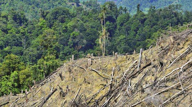 Deforestasi di Hutan Kalimantan Capai Rekor Tertinggi