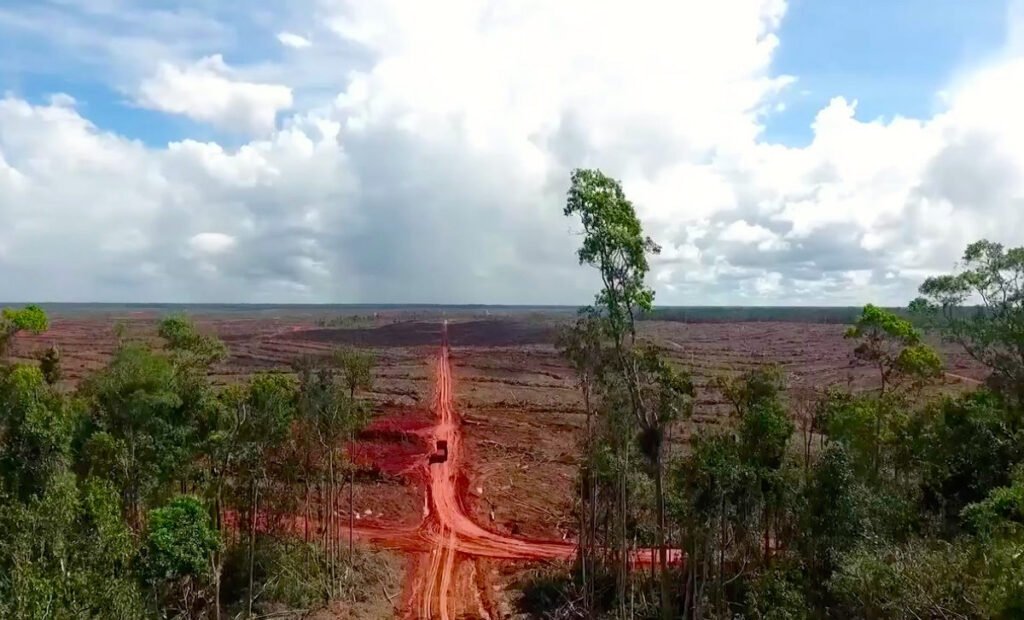 Eksploitasi Hutan di Papua dan Dampaknya terhadap Masyarakat