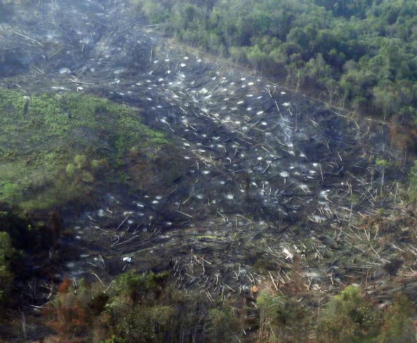 Hutan di Asia Tenggara Menghadapi Ancaman Kritis