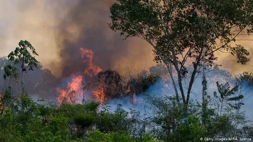 Kebakaran Hutan Amazon dan Ancam Kehidupan Satwa