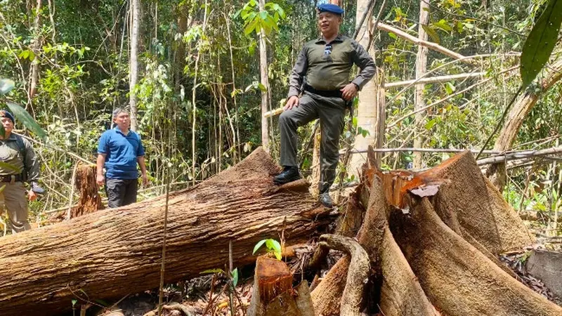Mafia Kayu dan yang Merusak Hutan Indonesia