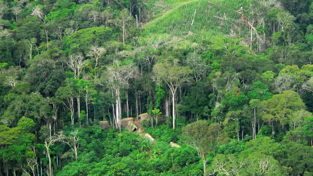 Mengapa Kita Harus Melindungin Hutan Hujan Amazon