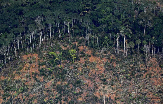 Mengatasi Ancaman Hutan Tropis yang Kering