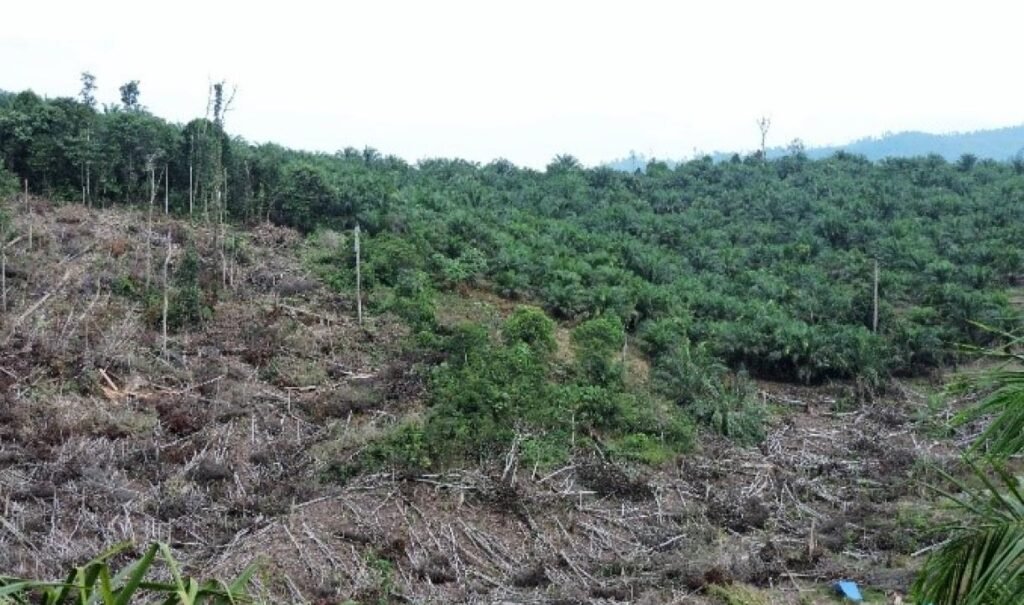 Menggali Penyebab dan Solusi Kehancuran Hutan di Afrika