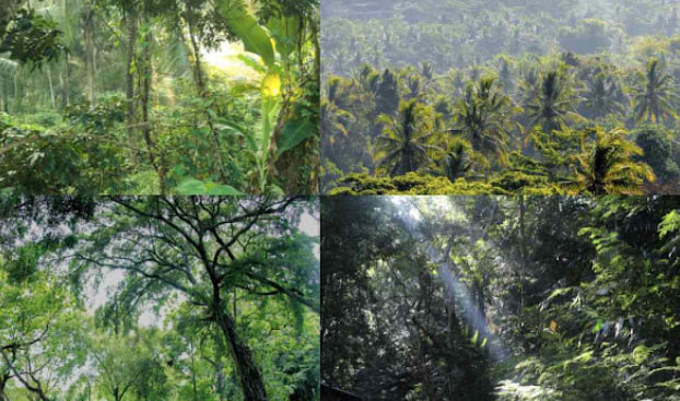 Menjaga Hutan Hujan Tropis Untuk Generasi Mendatang