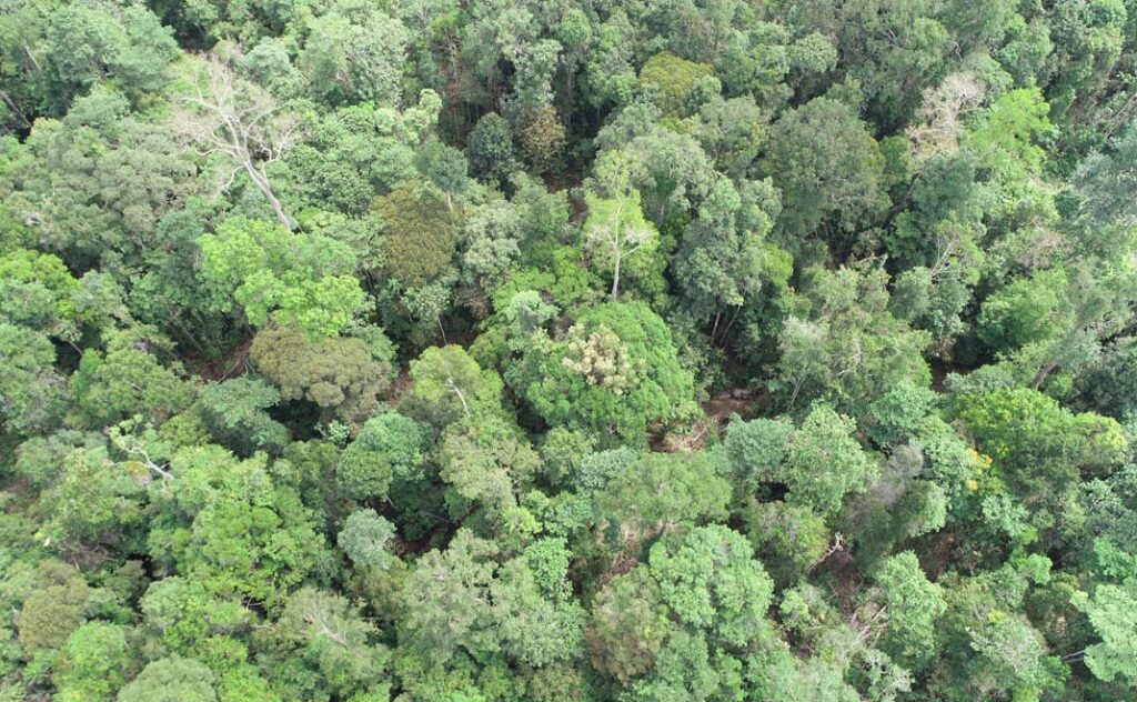 Pemanasan Global dan Dampaknya Terhadap Hutan Tropis
