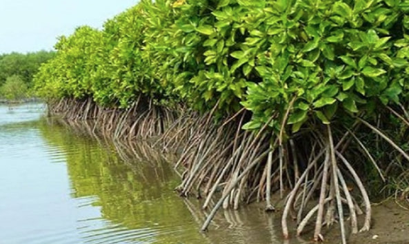 Pentingnya Dilestarikan Konservasi Hutan Mangrove