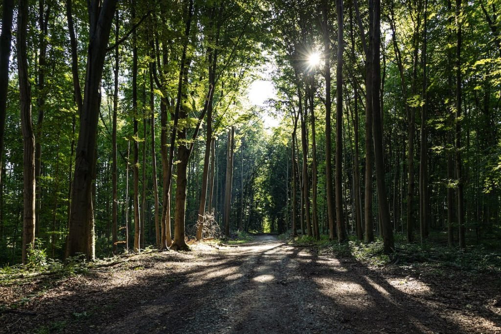 Pentingnya Hutan Dalam Sebuah Kehidupan Satwa