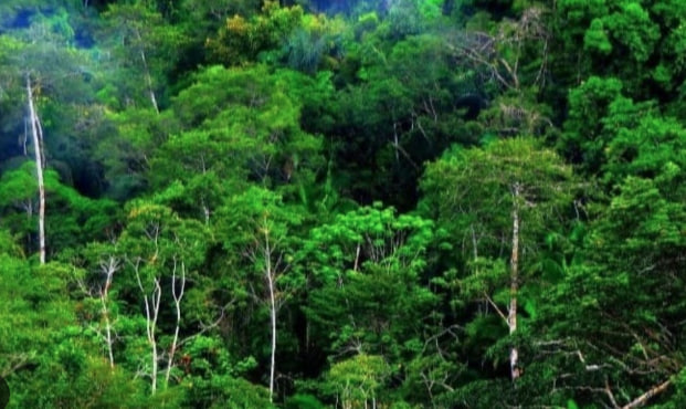 Pilar Kehidupan dan Perubahan Iklim dan Hutan