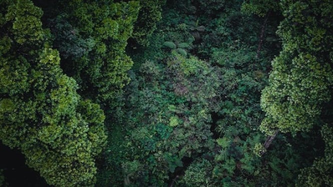 Sebuah Hutan Tropis yang Perlu Kita Lindungi