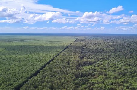 Sebuah Restorasi Hutan Sebagai Langkah Positif