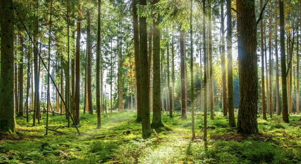 Solusi Untuk Menjaga Keseimbangan Ekosistem Hutan